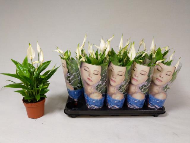 Spathiphyllum Korto 12Ø 35cm 5fl