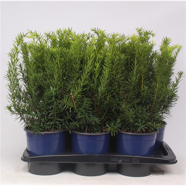 Taxus media 'Densiformis'