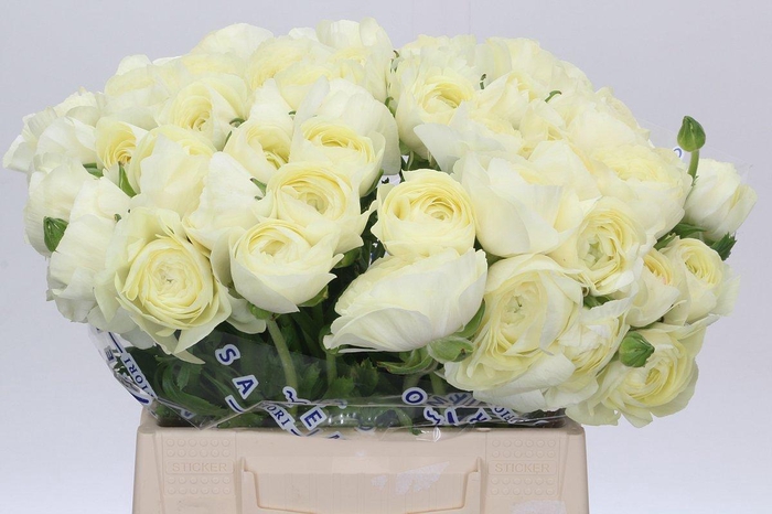 <h4>Ranunculus Clooney Comedia Extra</h4>