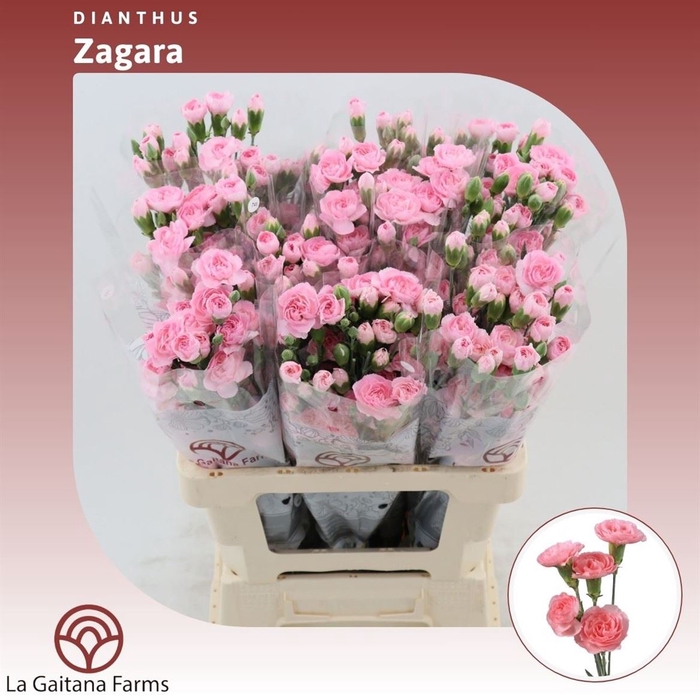 <h4>Dianthus tr Zagara</h4>