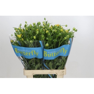 Ranunculus Butterfly Minerva