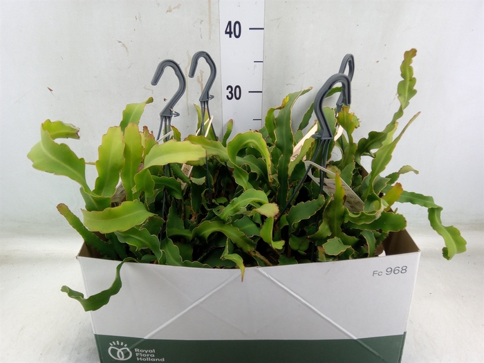 <h4>Epiphyllum guatem. var. monstrosa</h4>