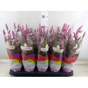 Celosia arg. SP 'Merida Pink'