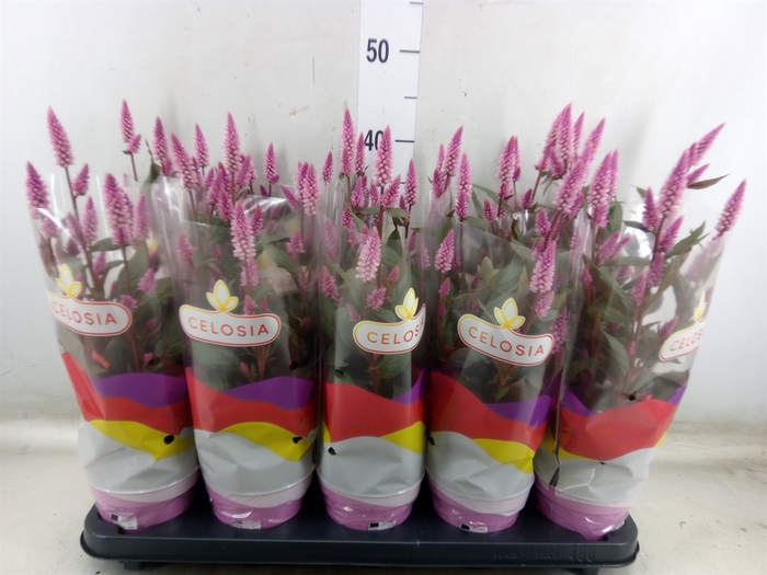 <h4>Celosia arg. SP 'Merida Pink'</h4>