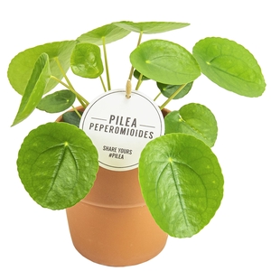 Pilea peperomoides