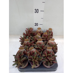 Peperomia
