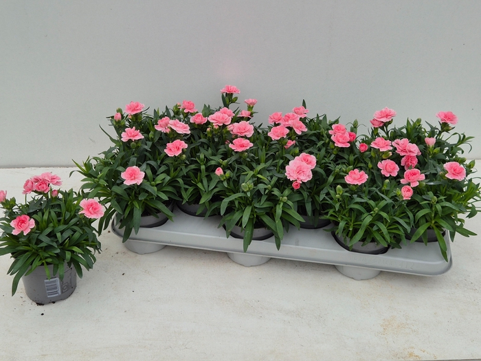 <h4>DIAN OSC PINK</h4>