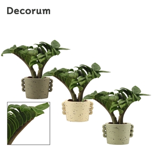 Zamioculcas Zenzi V-leaf 6 cm, 2 veren in Dione (Nature world-co