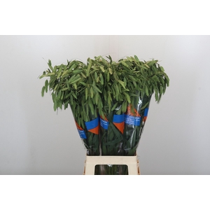 Chasmanthium latifolium 'Mantis'