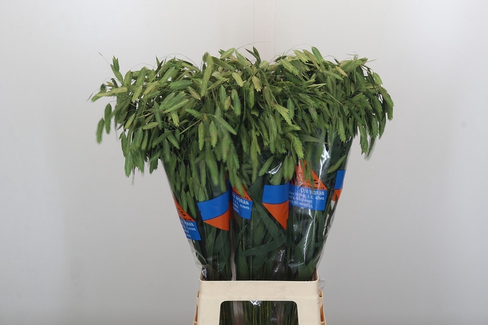 Chasmanthium latifolium 'Mantis'