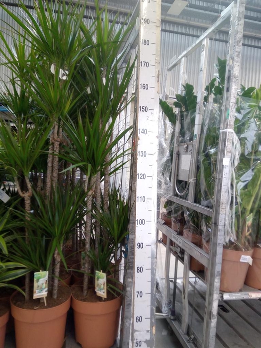 <h4>Dracaena marg.</h4>