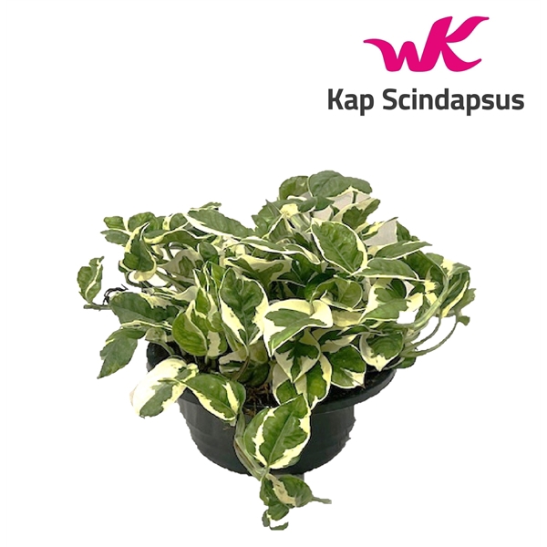 <h4>Scindapsus (Epipremnum ) N'Joy schaal</h4>