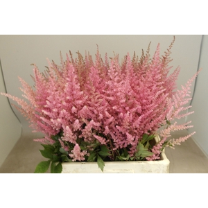 Astilbe erica