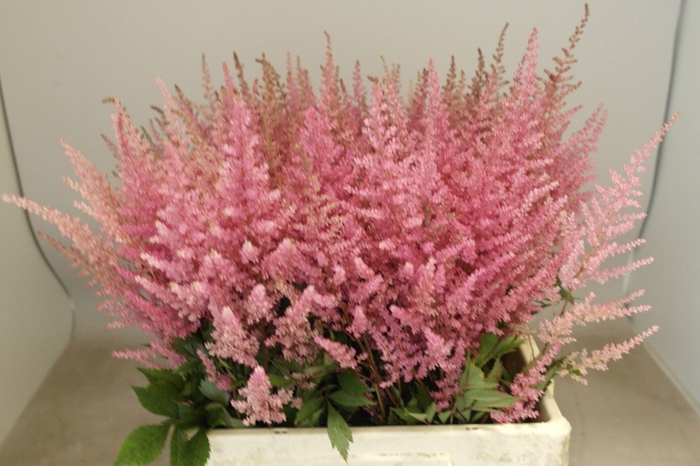 <h4>Astilbe erica</h4>