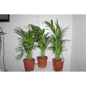 Dypsis Lutescens 20pp P17
