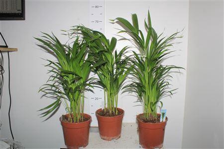 <h4>Dypsis Lutescens 20pp P17</h4>