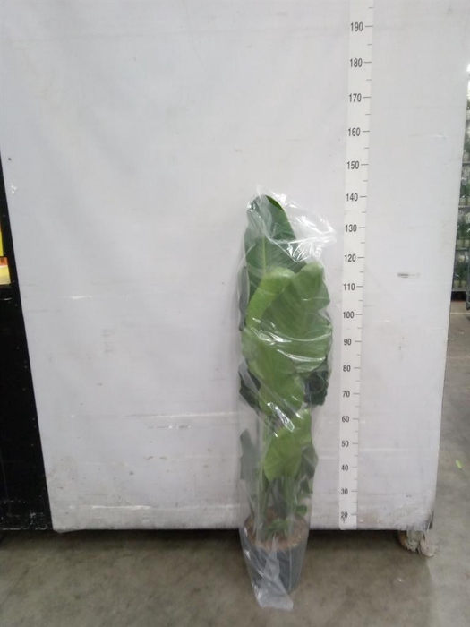 <h4>Strelitzia nicolai</h4>