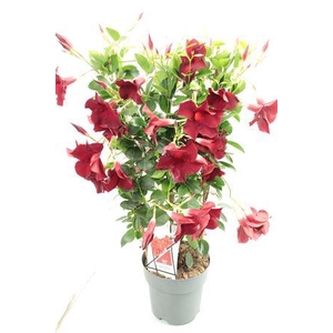 Mandev Diamant Og Trellis - 1153