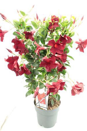 <h4>Mandev Diamant Og Trellis - 1153</h4>