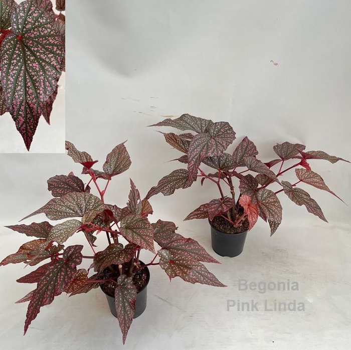 <h4>Begonia Hovaria Pink Linda 14cm *NEW*</h4>