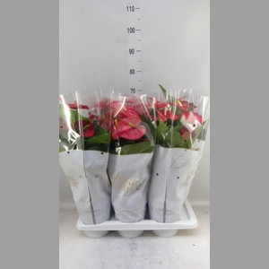Anthurium andr. 'Jambo Red'