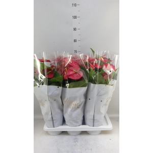 Anthurium andr. 'Jambo Red'