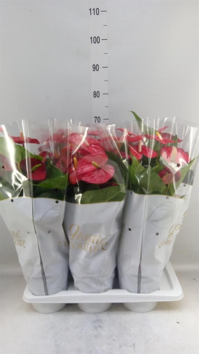 <h4>Anthurium andr. 'Jambo Red'</h4>