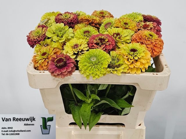 <h4>ZINNIA ELEGANS</h4>