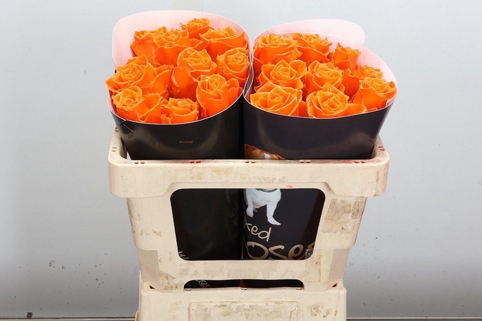 <h4>Wax-Rozen Athene Wax Athene Oranje</h4>