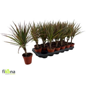 Dracaena marg. Bicolor