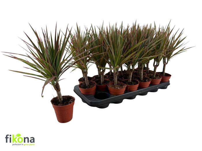 <h4>Dracaena marg. Bicolor</h4>