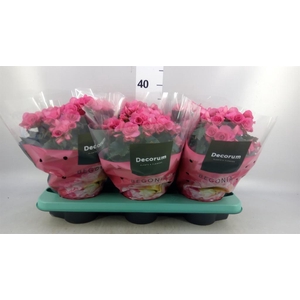 Begonia elat. HL 'Adonia Pink'