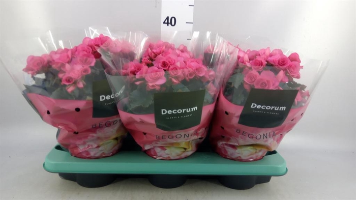 <h4>Begonia elat. HL 'Adonia Pink'</h4>