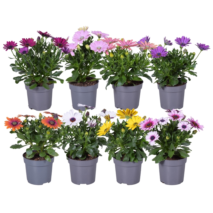 <h4>Osteospermum mixkar</h4>