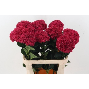 Hydr M Mag Rubyred