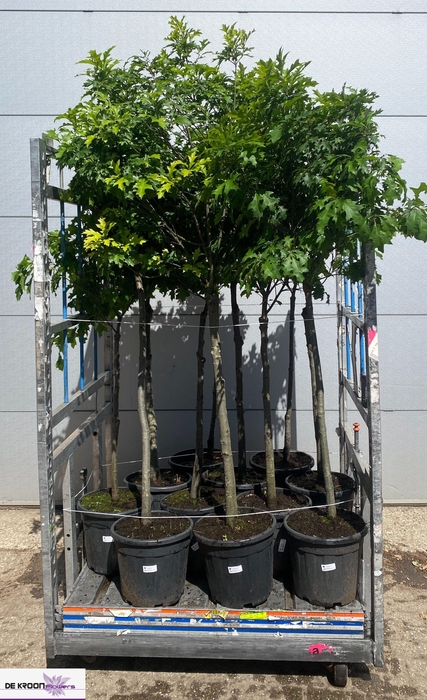 <h4>ACER CAMPESTRE</h4>