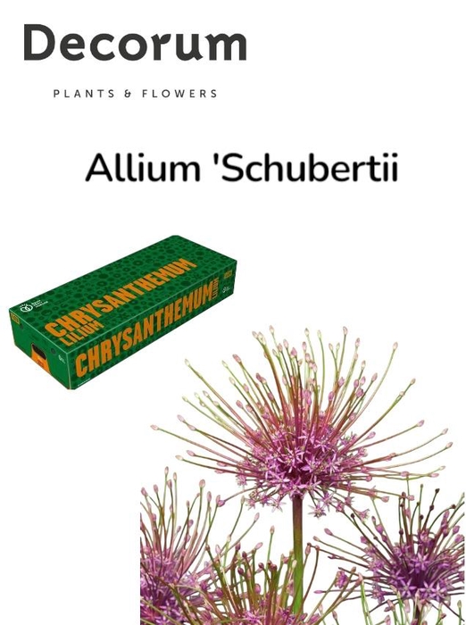 <h4>ALLIUM SCHUBERTII</h4>