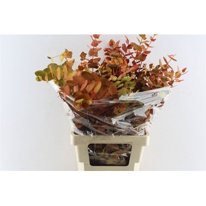 Euca Cinerea 300 Gram Deluxe