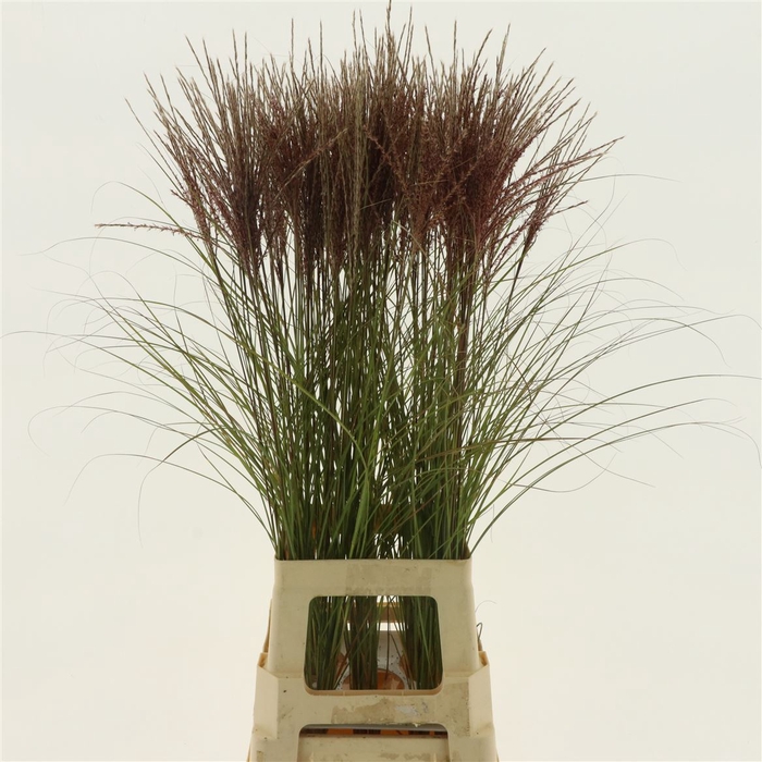 <h4>Miscanthus Silberspinne</h4>