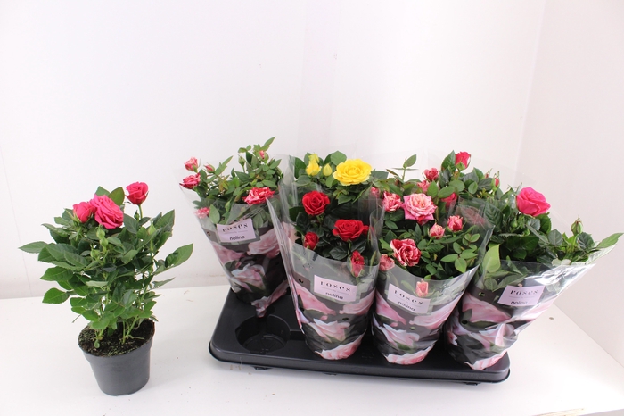 <h4>RO PATHIT GEM 4 SRT</h4>