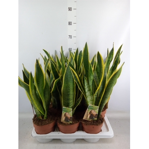 Sansevieria trifa. 'Laurentii'