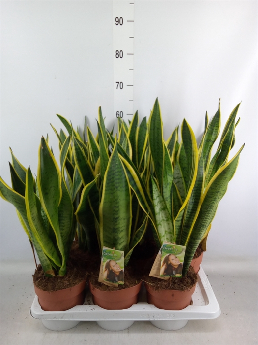 <h4>Sansevieria trifa. 'Laurentii'</h4>