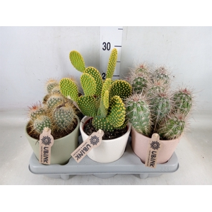 Cactus   ...mix