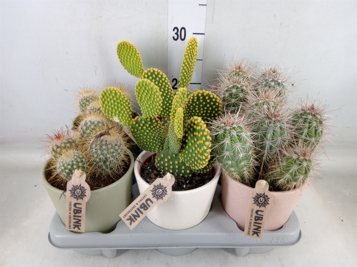 <h4>Cactus   ...mix</h4>