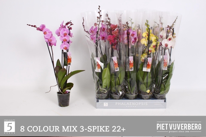 <h4>PHAL GEM 8 KL</h4>