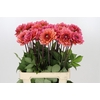 Dahlia Salmon Runner