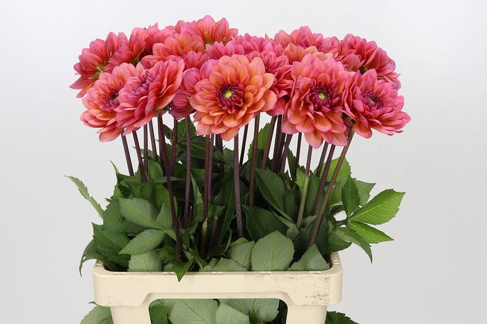 Dahlia Salmon Runner