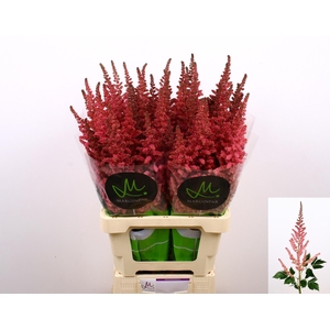 ASTIL C VI PINK