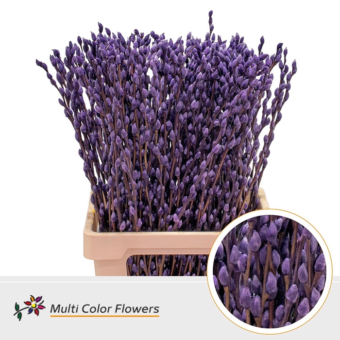 <h4>Salix Snowflake Aubergine</h4>