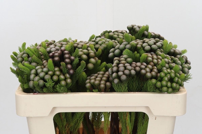 <h4>BRUN ALBIFLORA</h4>